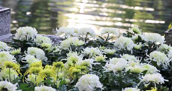 山东济南趵突泉建筑水面颜色秋菊花