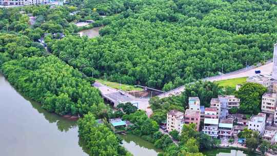 惠州大亚湾红树林公园城市中的绿地与高楼