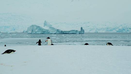 南极大陆企鹅视频素材模板下载