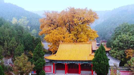 山东济南淌豆寺秋天航拍寺庙