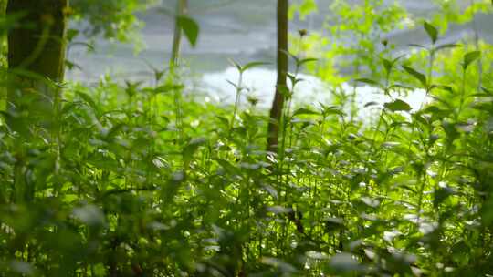 清晨 草丛 树叶季节 清新 户外 黎明草地