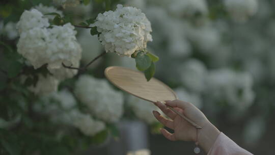 竹扇轻抚白色木绣球花视频素材