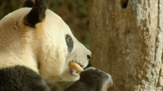 大熊猫视频素材