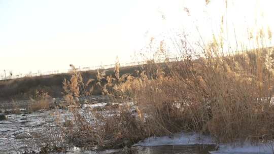 芦苇 风景 风光 草 湿地 夕阳 阳光