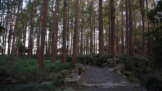 杭州西湖景区曲院风荷风景