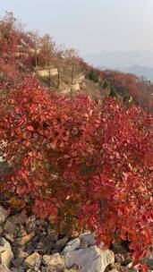 济南蚰蜒山满山红叶