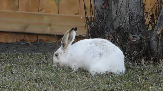 小兔子在草地上吃草