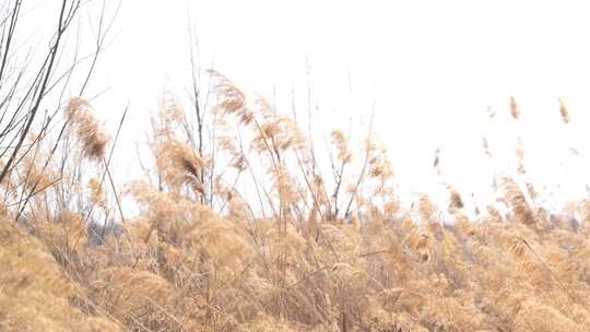 芦苇 空地 草 芦叶 