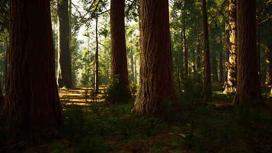 红杉国家公园巨林林中的巨型红杉视频素材模板下载