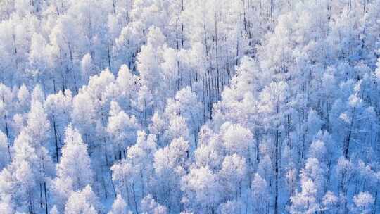 大兴安岭林海雪原雾凇250101-32