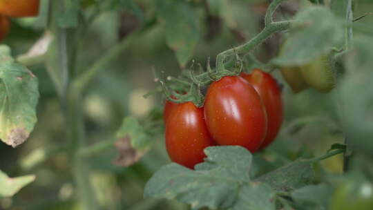 小番茄小西红柿圣女果高清实拍