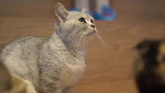 青岛红树林度假区猫咖里的宠物猫