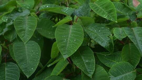 下雨雨水带水珠的绿色植物叶片