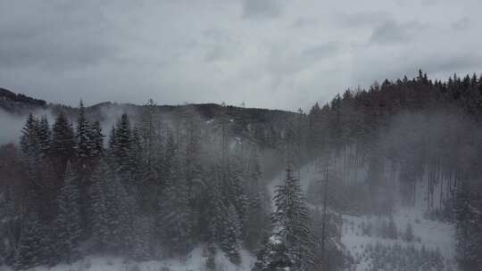 针叶树，山，雪，雾