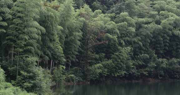 风中摇曳的高山竹海竹林特写