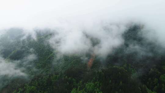 原始森林迷雾航拍