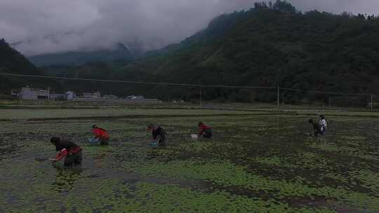 雷波马湖莼菜