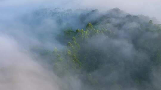 航拍云雾中的茶山