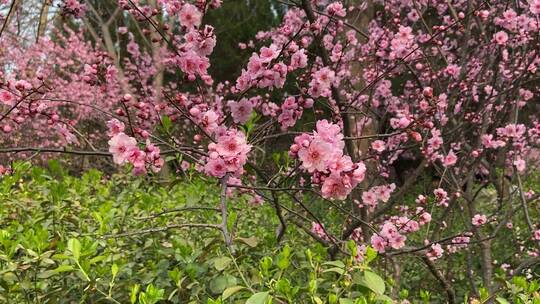 济南百花公园春天赏玉兰花、桃花