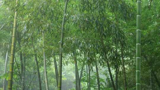 下雨天竹林景观特写，竹节挺拔竹叶繁茂