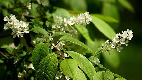 草 草地 绿色 花草 植物 实拍视频