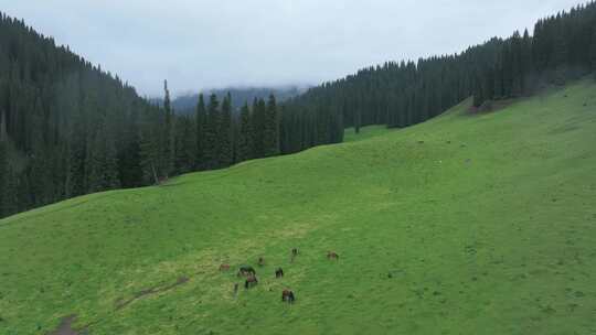 航拍夏季新疆恰西森林公园风景