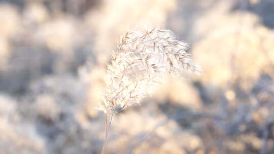 芦苇 禾本科 花 干芦苇 被子植物 芦苇毛