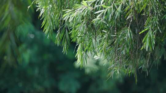 【正版素材】夏天植物空境