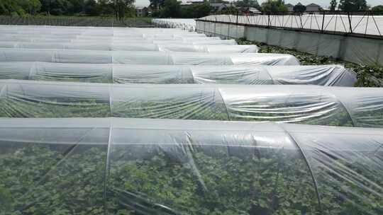 现代农业大棚蔬菜基地