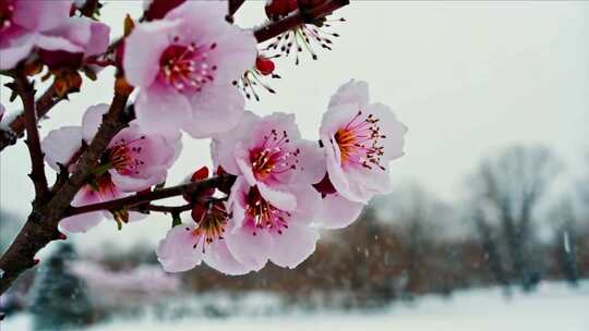 雪中绽放的梅花特写