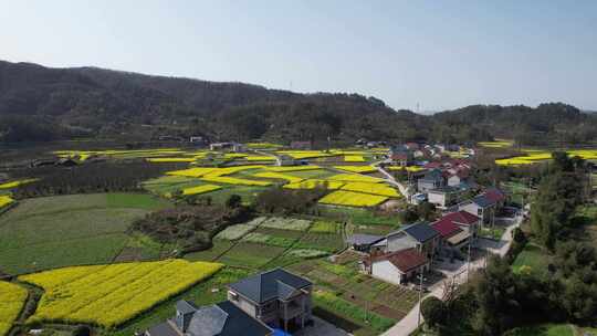 美丽乡村田园油菜花丘陵山川航拍