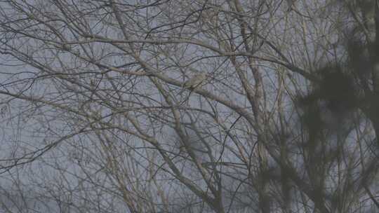 冬天树枝上的斑鸠