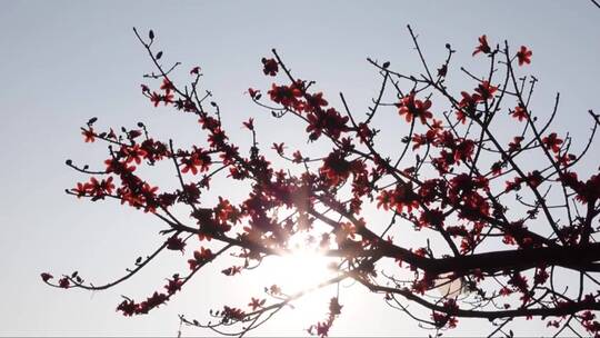 阳光照射下的红色丝绵花树