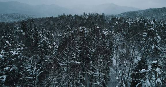 雪山森林天际线景观