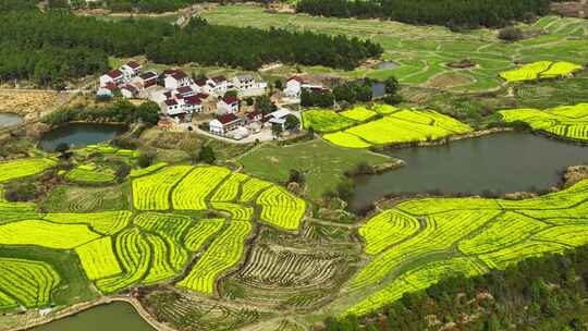 航拍油菜花田