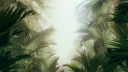 穿行在热带植物和雾中