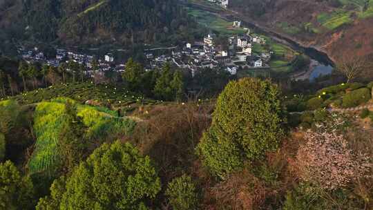 安徽黄山石潭油菜花