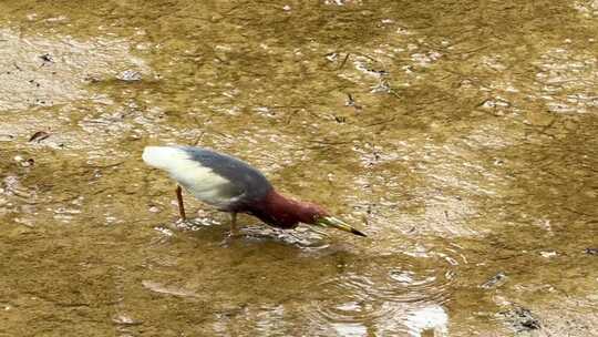 小鸟捕食动物萌宠自然干净