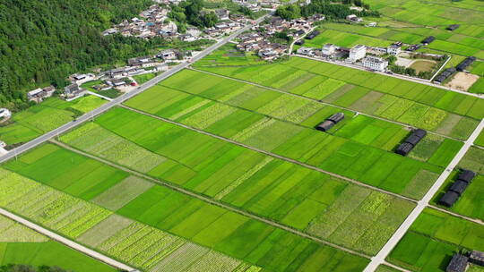 夏天俯瞰绿色的稻田