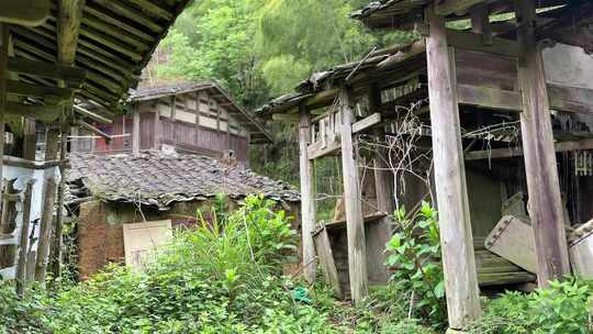 竹林下的农村老宅