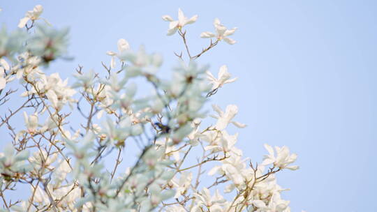 4K 玉兰花广告级素材