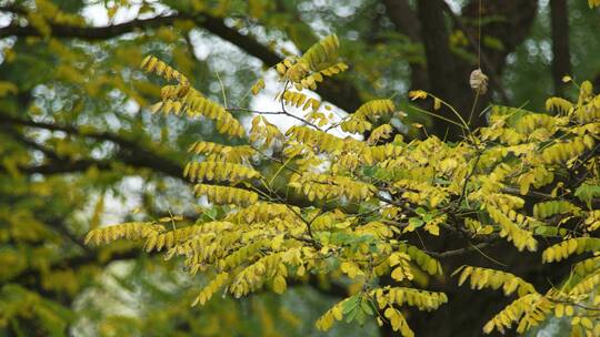 秋天金黄色树叶空镜 意境镜头