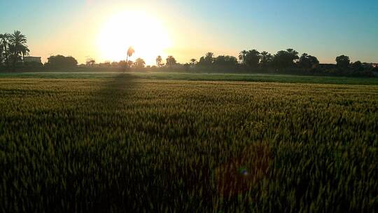 朝阳下的埃及农田
