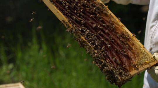 养蜂人准备提取蜂蜜