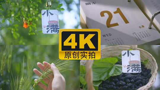 【小满合集】小满节气夏天农业小麦丰收空镜
