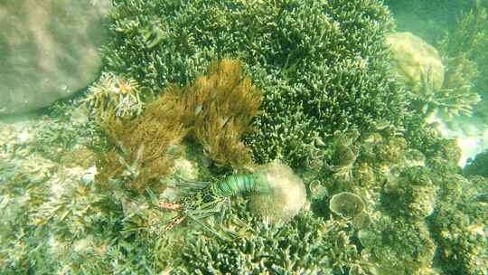 海底珊瑚礁与龙虾
