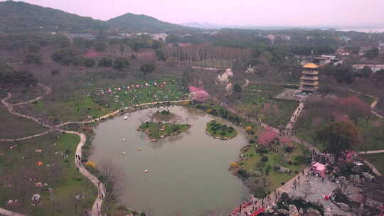 航拍武汉东湖樱花园樱花盛开春天湖景视频素材模板下载