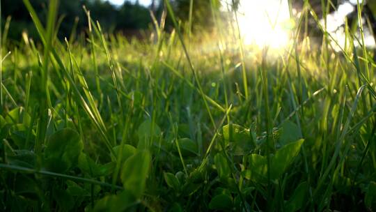 阳光下的草地