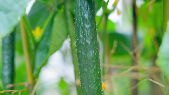 黄瓜蔬菜菜农