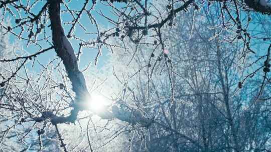 唯美冬天雪景树林雾凇雪松